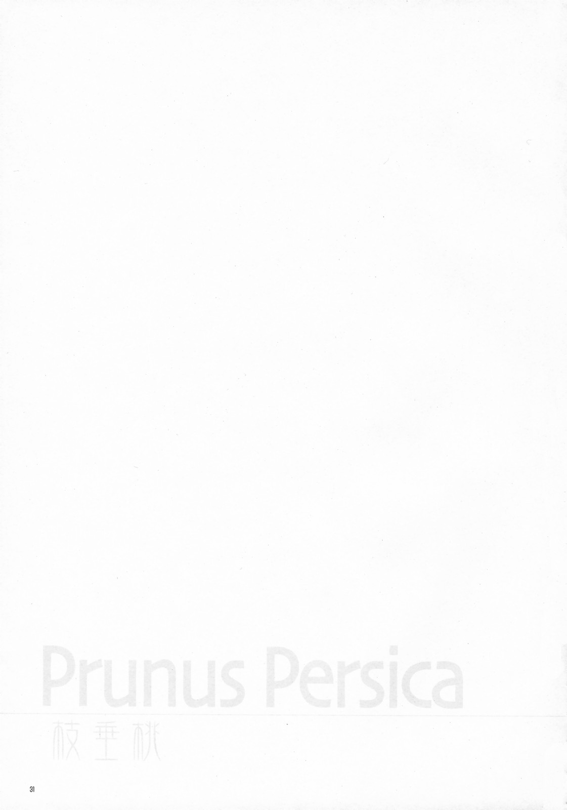 (C73) [薬缶本舗＆夜間飛行 (いのうえとみい)] Prunus Persica (Fate/stay night)