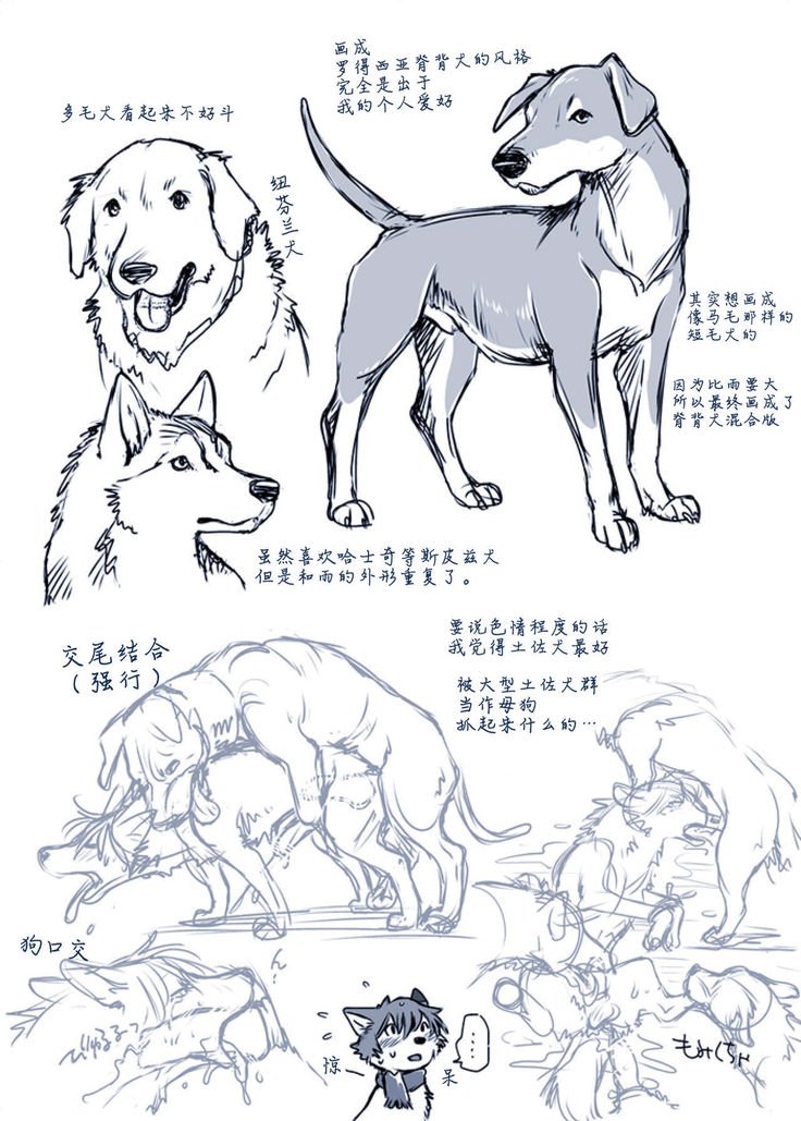 ある犬のばい|某只狗的视角 ある犬のばい|某只狗的视角