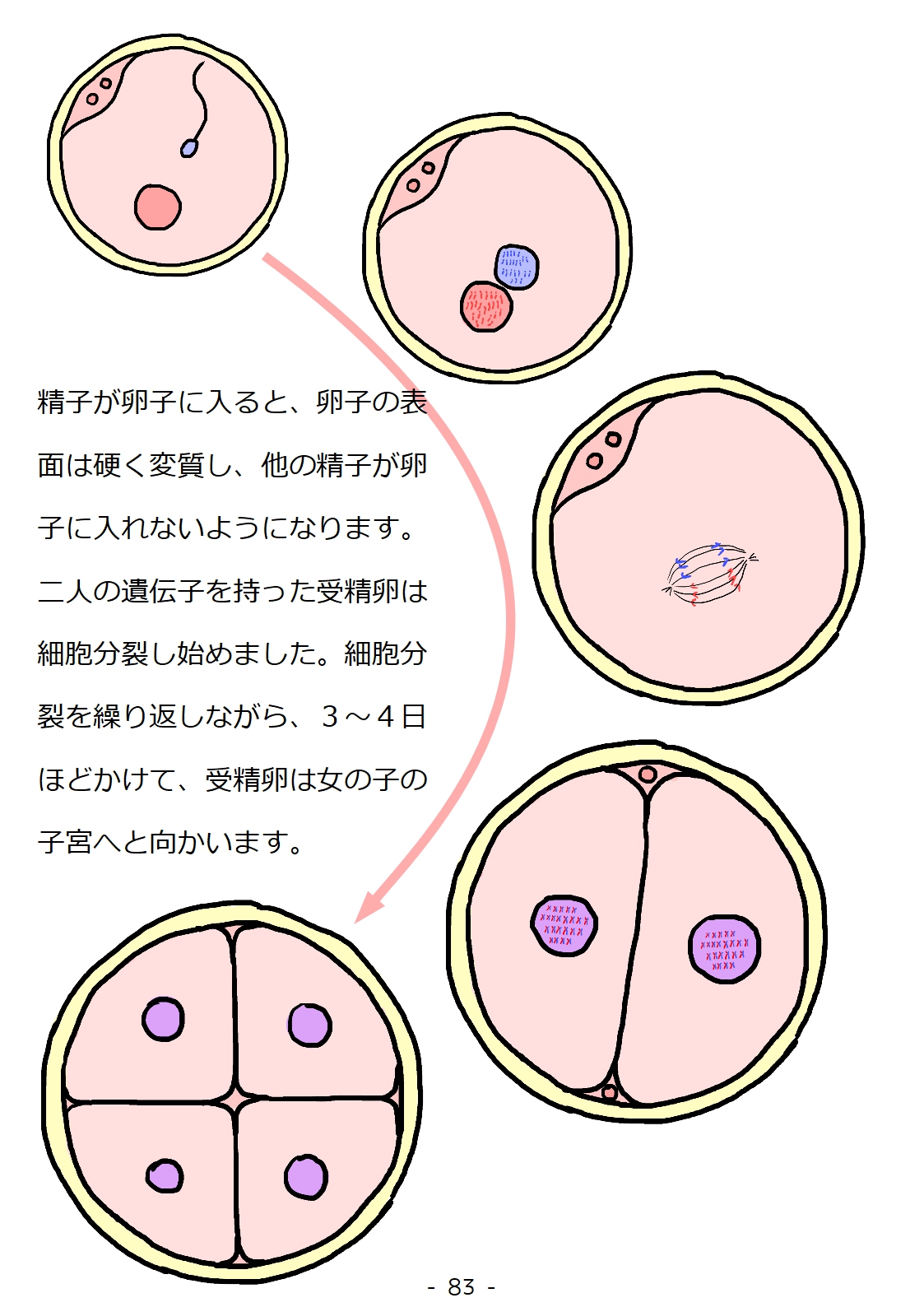 [poza] 思春期の男の子のための性教育・同級生の女の子とセックスをして赤ちゃんを作るおはなし