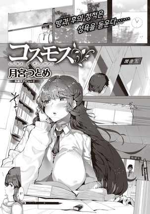 コスモス-花のように コスモス-花のように